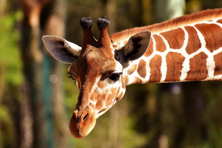 Zoo de la Flèche (Réduction Pass Famille pour nos hôtes)